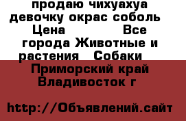 продаю чихуахуа девочку,окрас соболь › Цена ­ 25 000 - Все города Животные и растения » Собаки   . Приморский край,Владивосток г.